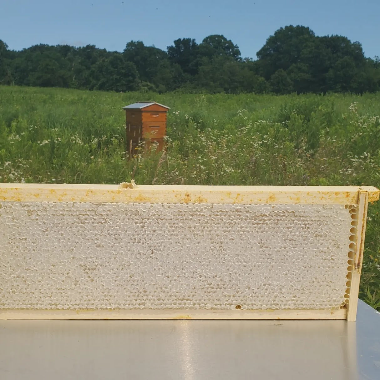 1 lb bottles of Summer raw Dune Trail Honey--no drip lid