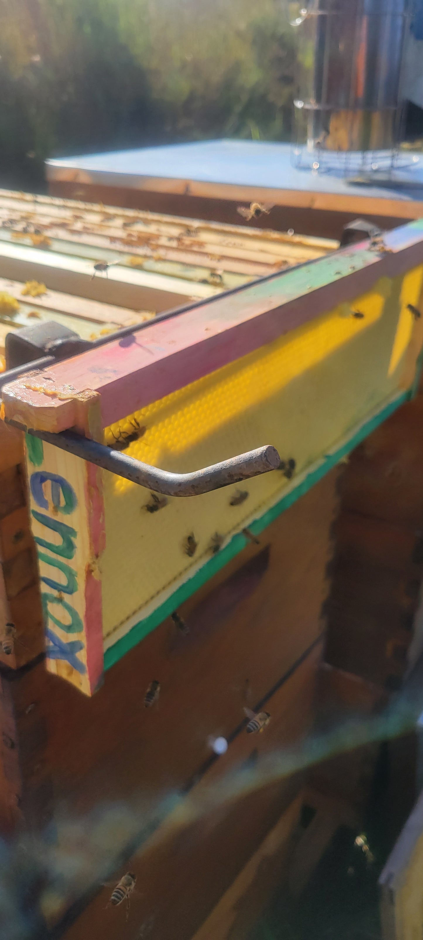 Adopt our honeybees!  The perfect gift and learning experience!